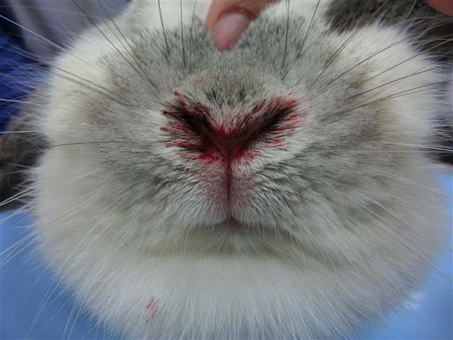 ウサギの鼻血 実は さかい動物病院 院長ブログ