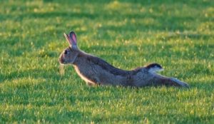 There is much to admire of rabbitkind, including their lithe agility.