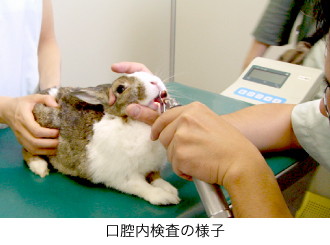 ウサギの口腔内検査の様子